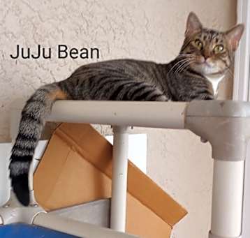 Photo of JUJU BEAN