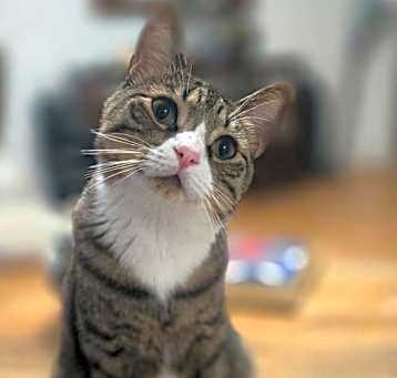 Photo of Chico