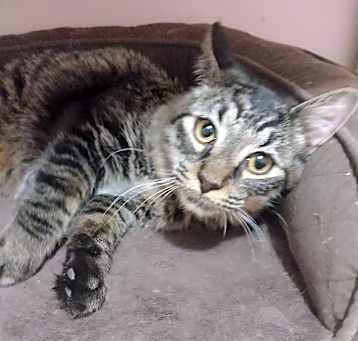 Photo of Pedro