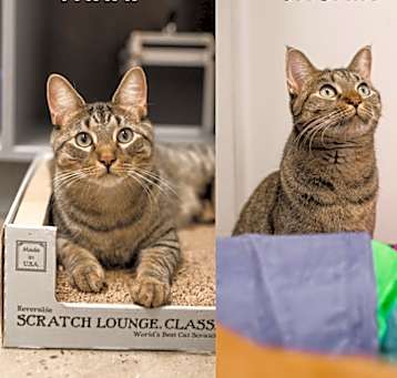 Photo of The Disney Kittens/Nala