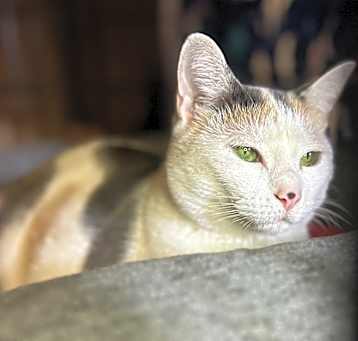 Photo of Luna