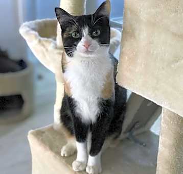 Photo of Fidget