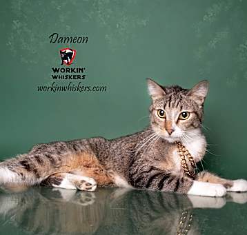 Photo of DAMEON