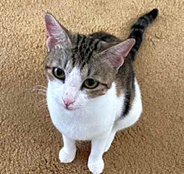 Photo of Pebbles