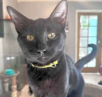 Photo of Inky