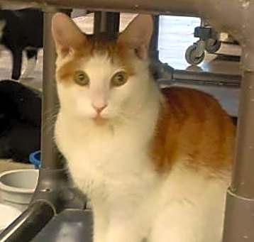 Photo of Presley