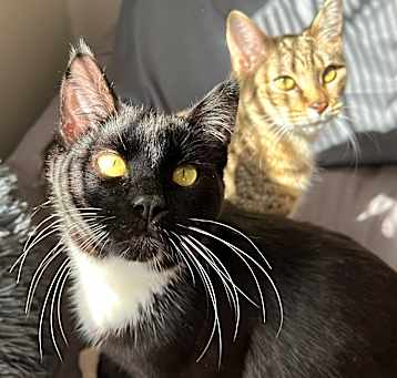 Photo of Bonded pair- Nitro and Aurora