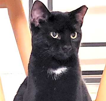 Photo of KITTY  TESSA