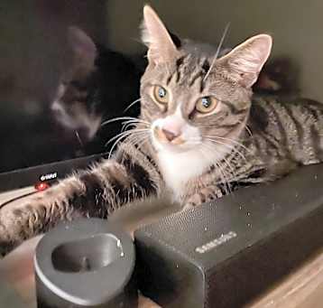 Photo of Shadow/ Pudín