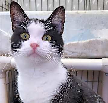 Photo of Celeste