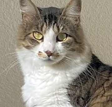 Photo of Nebula