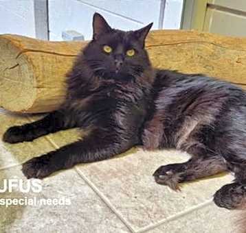 Photo of Rufus