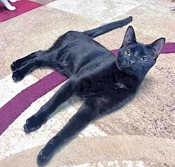 Photo of Dobby- Special Needs- CH
