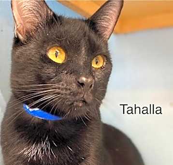 Photo of Tahalla - Center