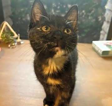 Photo of Nutmeg