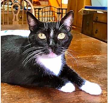 Photo of Ladybug