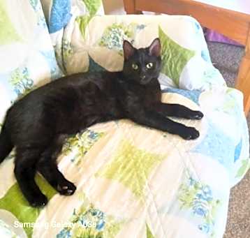 Photo of Smokey