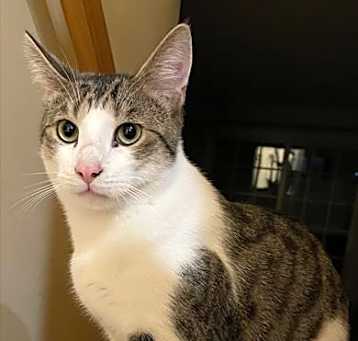 Photo of Falcon - Foster Care