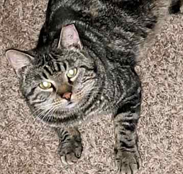 Photo of Blitzen