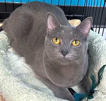 Photo of Pixie
