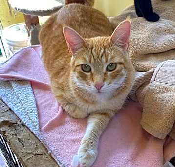 Photo of Hobbes