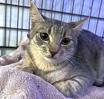 Photo of Peanut