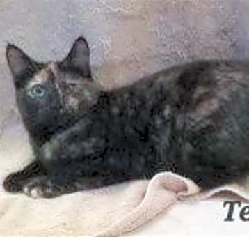 Photo of Tessa