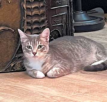 Photo of Misty