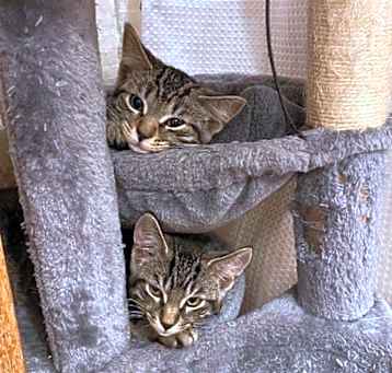 Photo of Gizmo and Lola