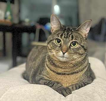 Photo of Shiloh