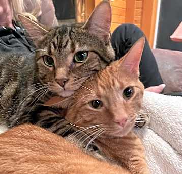 Photo of Rocket and Milo