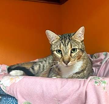 Photo of Mittens