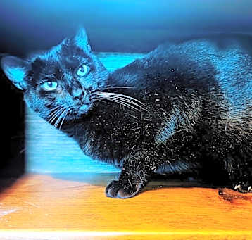 Photo of Manxie