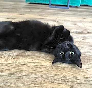 Photo of Lynx