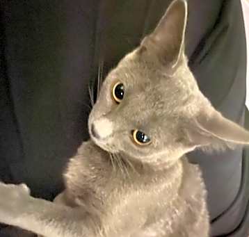 Photo of hank