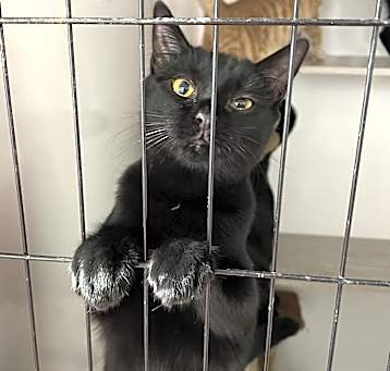 Photo of Zinc