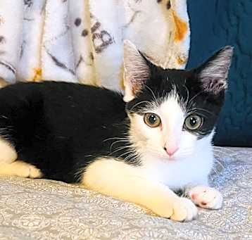 Photo of Oreo