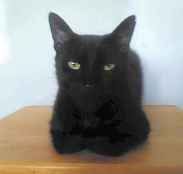 Photo of Pete; lap cat- people loving