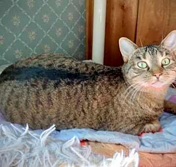 Photo of *Zera
