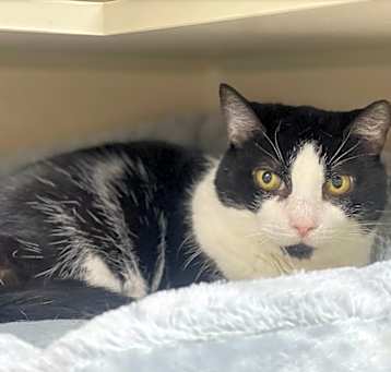 Photo of Domino