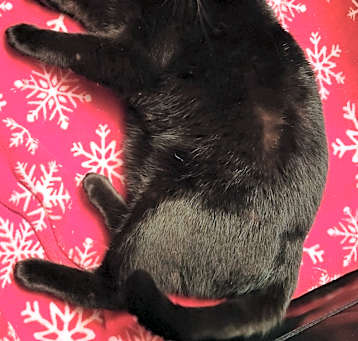 Photo of Simone