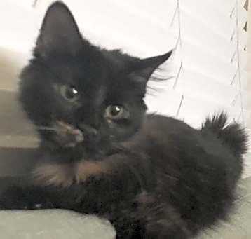 Photo of Snowball, sunny