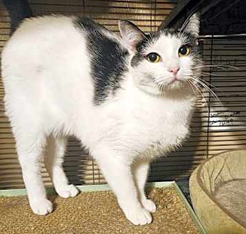 Photo of Kora