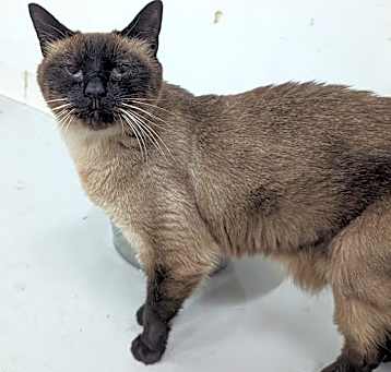 Photo of Pressley