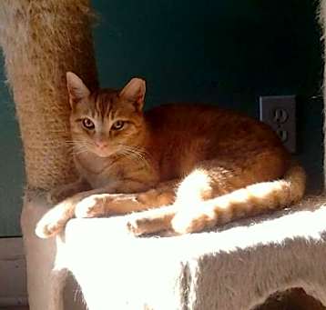 Photo of Cotton