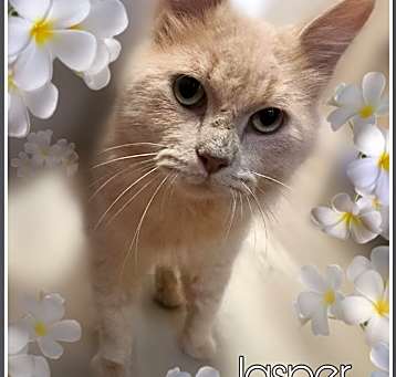 Photo of Jasper