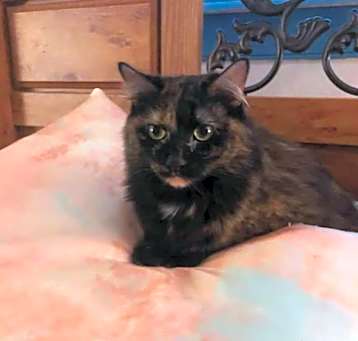 Photo of Sage