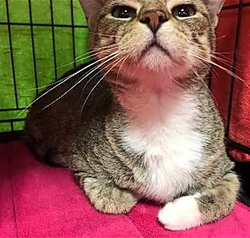 Photo of Duchess
