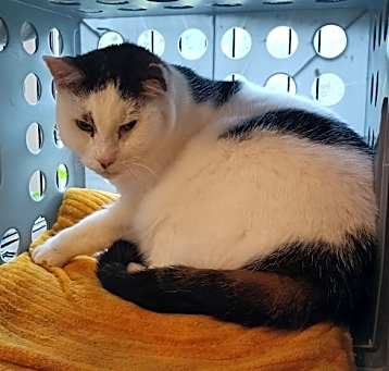 Photo of (ACCC Courtesy Post) Peanut