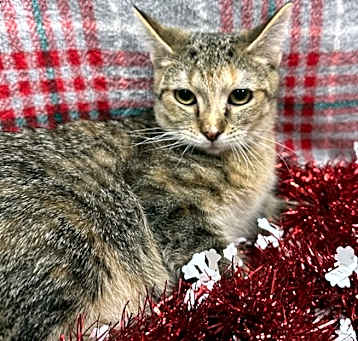 Photo of Crystal-FeLv+
